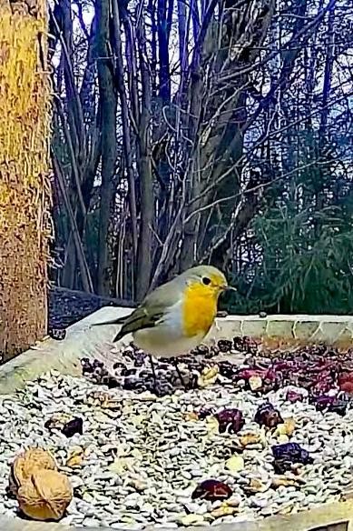 livebirdspoland_3249b4e412b6958158682a5205b78960.jpg