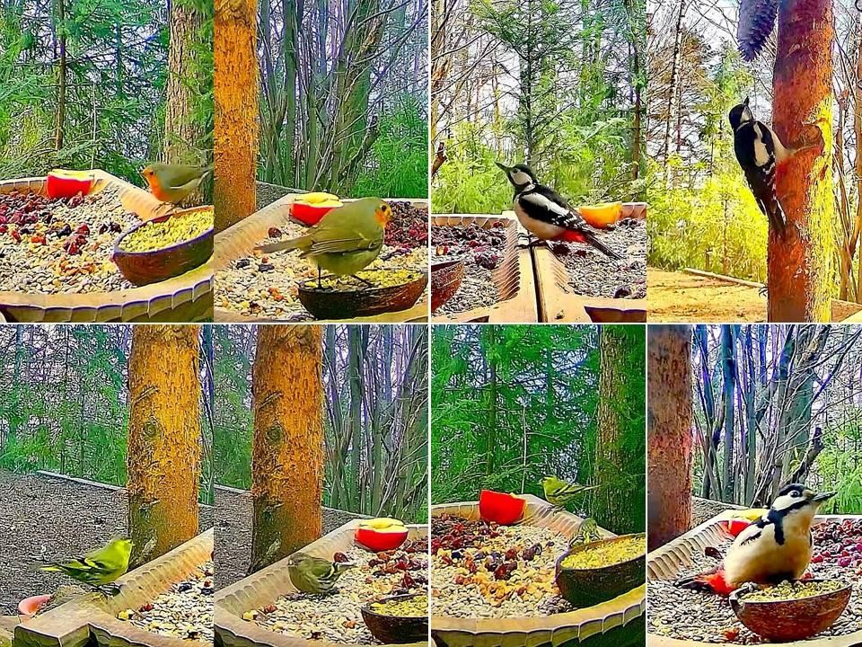 livebirdspoland_c5157da2ba46dfeb5e350c4448469cb9.jpg