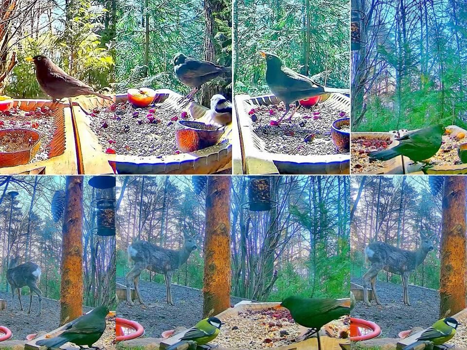 livebirdspoland_4e86183759ba0b3dd3e6cb61e1fa11d4.jpg