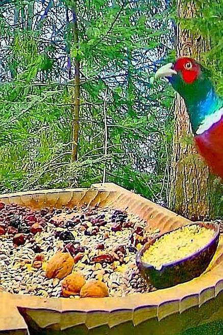 livebirdspoland_8053ea8b655b40f248b8f145936e78a4.jpg