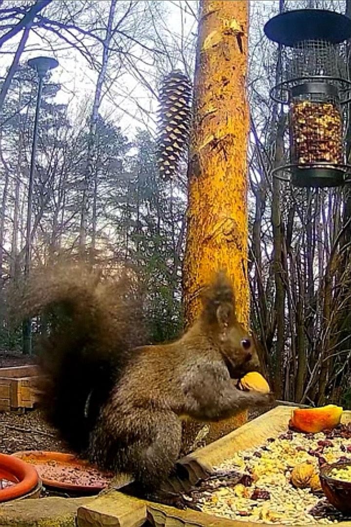 livebirdspoland_7282b3f0eec56bd74fa4d3532974477c.jpg