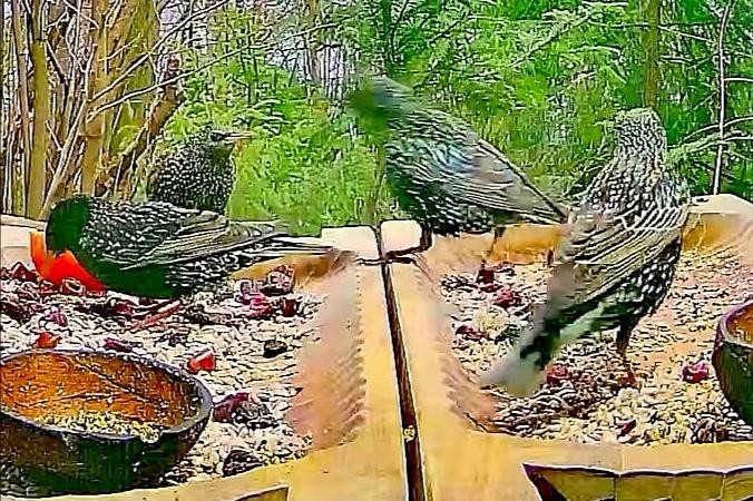 livebirdspoland_675f9a505cffe66845f2ad0cd546d8b0.jpg