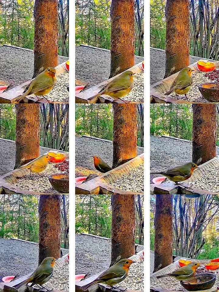 livebirdspoland_409d47da4e83df1531743ef4d44796f1.jpg