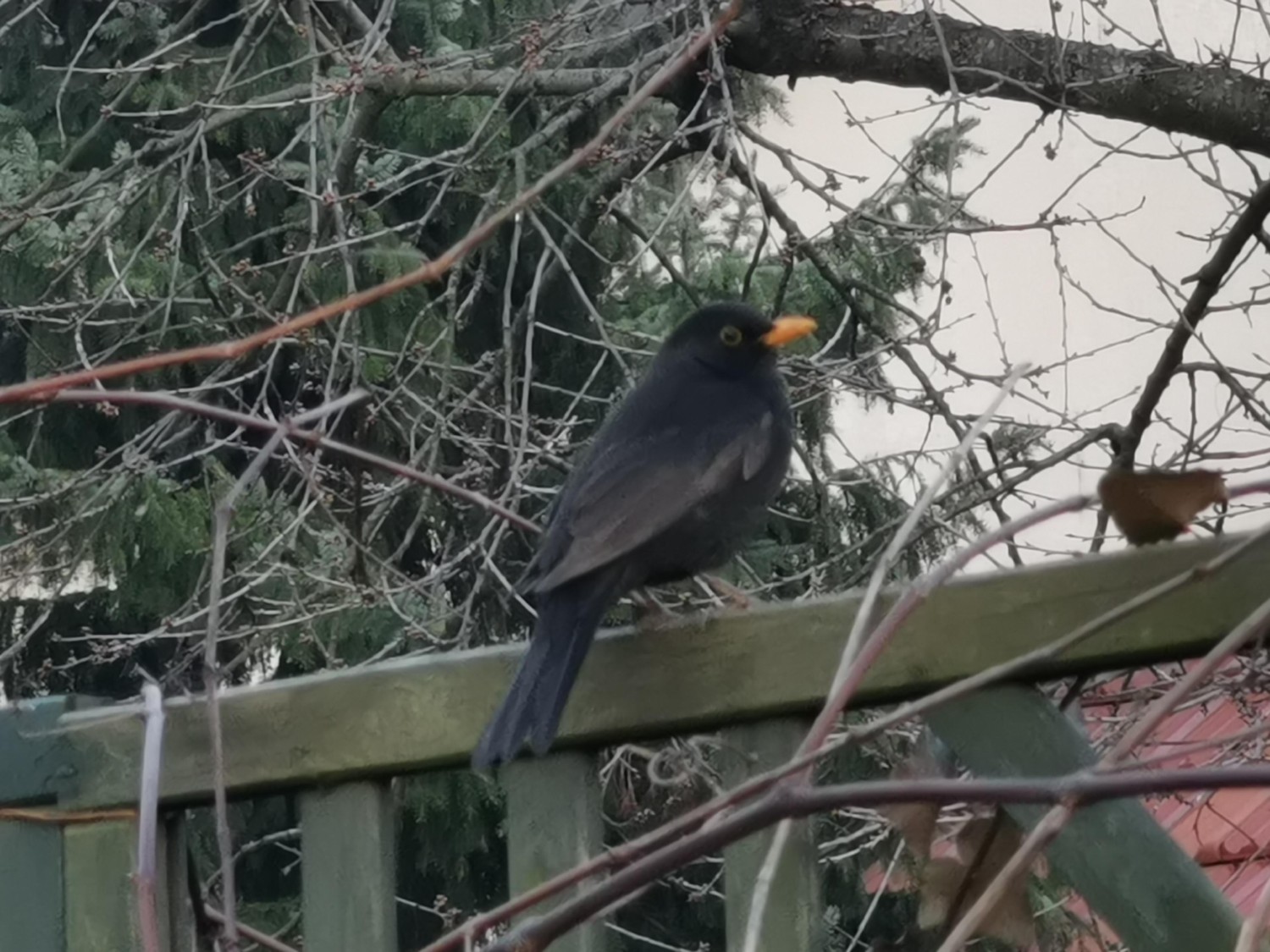 livebirdspoland_5f6d58e84393f91c491d0e2b30fa5866.jpg