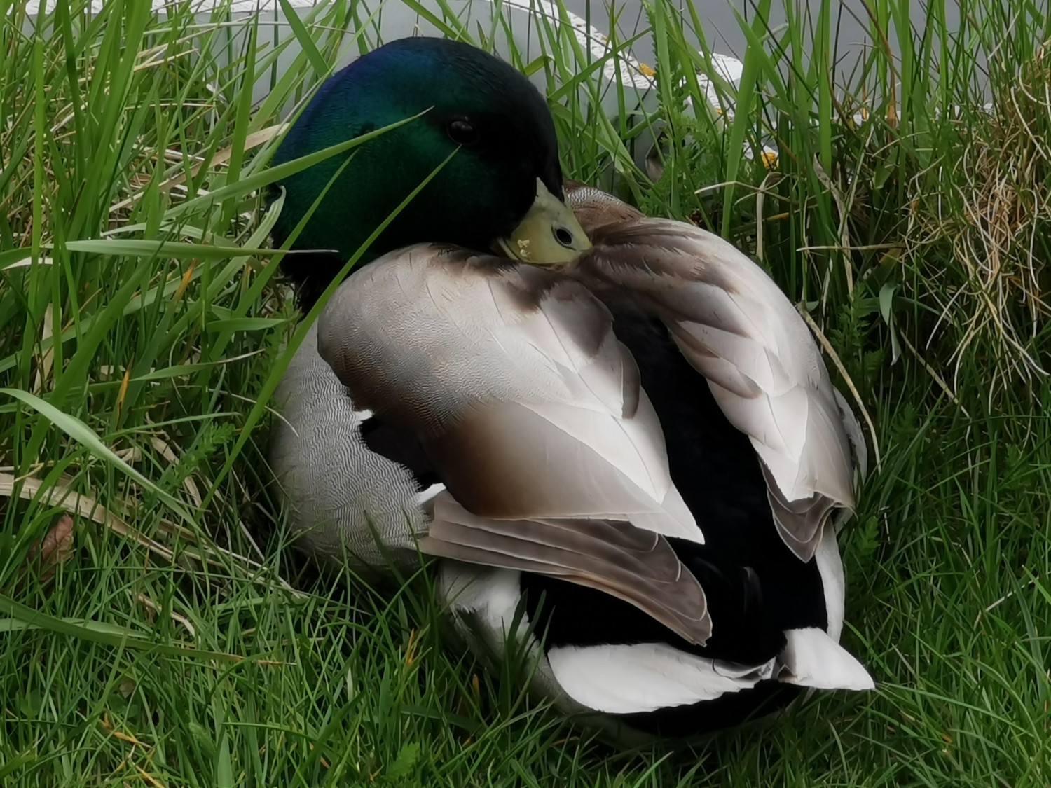 livebirdspoland_c82d08d4787a37c00c01c9be4e161a33.jpg