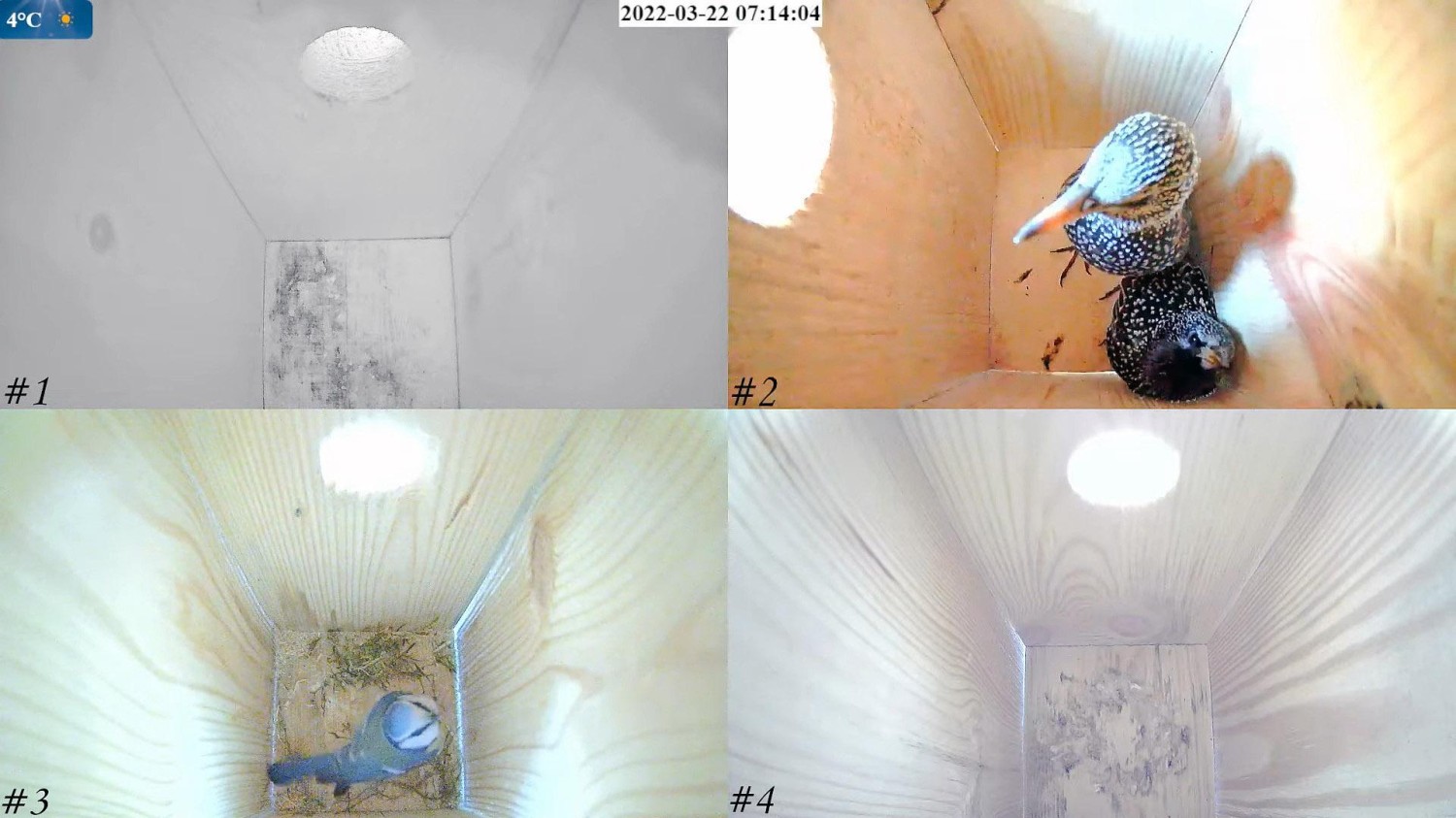 livebirdspoland_6e2e3dfcb7166054b217b586361a9f3a.jpg