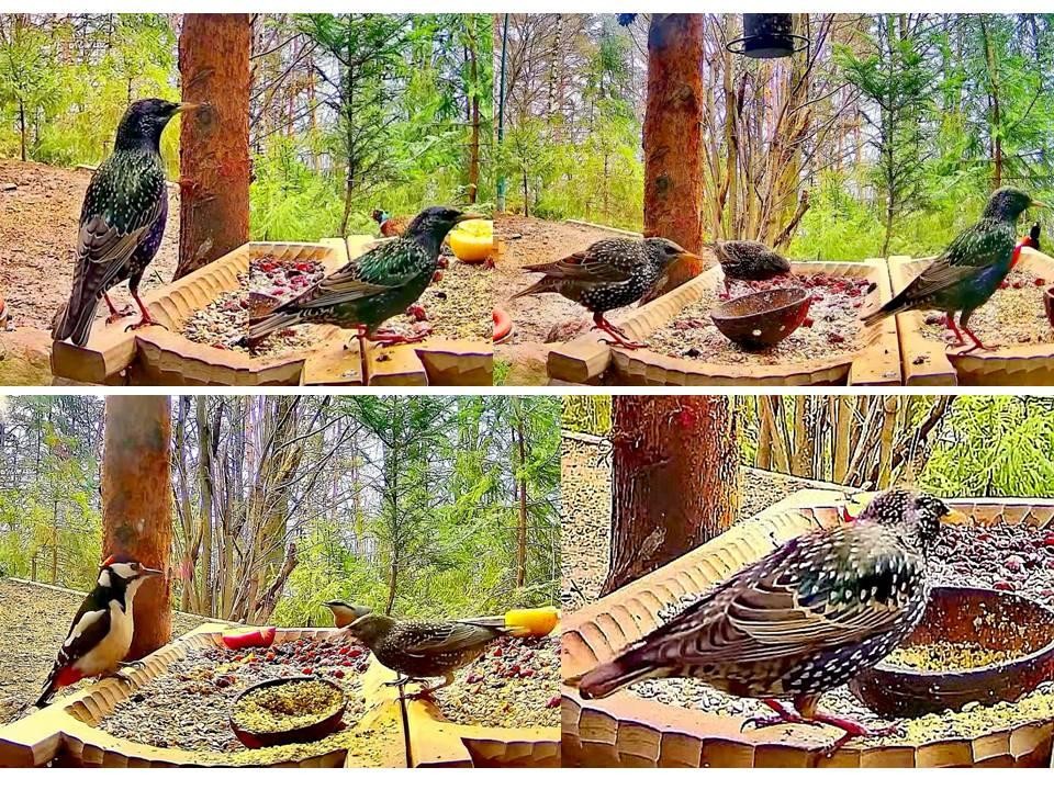 livebirdspoland_5c81fafecb7e2706cf2a8295fad58ff2.jpg