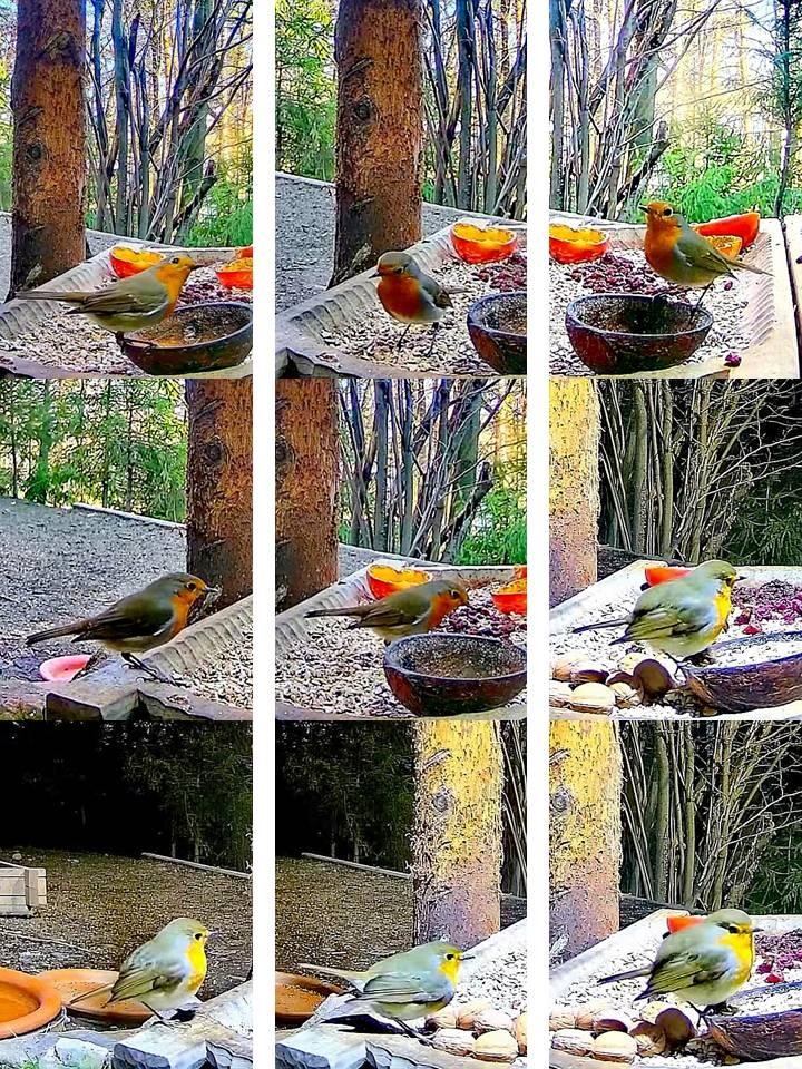livebirdspoland_5b4db593c427f29c8584c1a925f25248.jpg