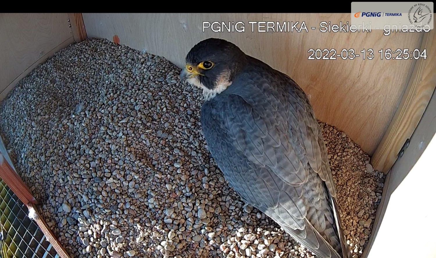 livebirdspoland_5dfc748fc5eb2ee64207a7d30772223f.jpg