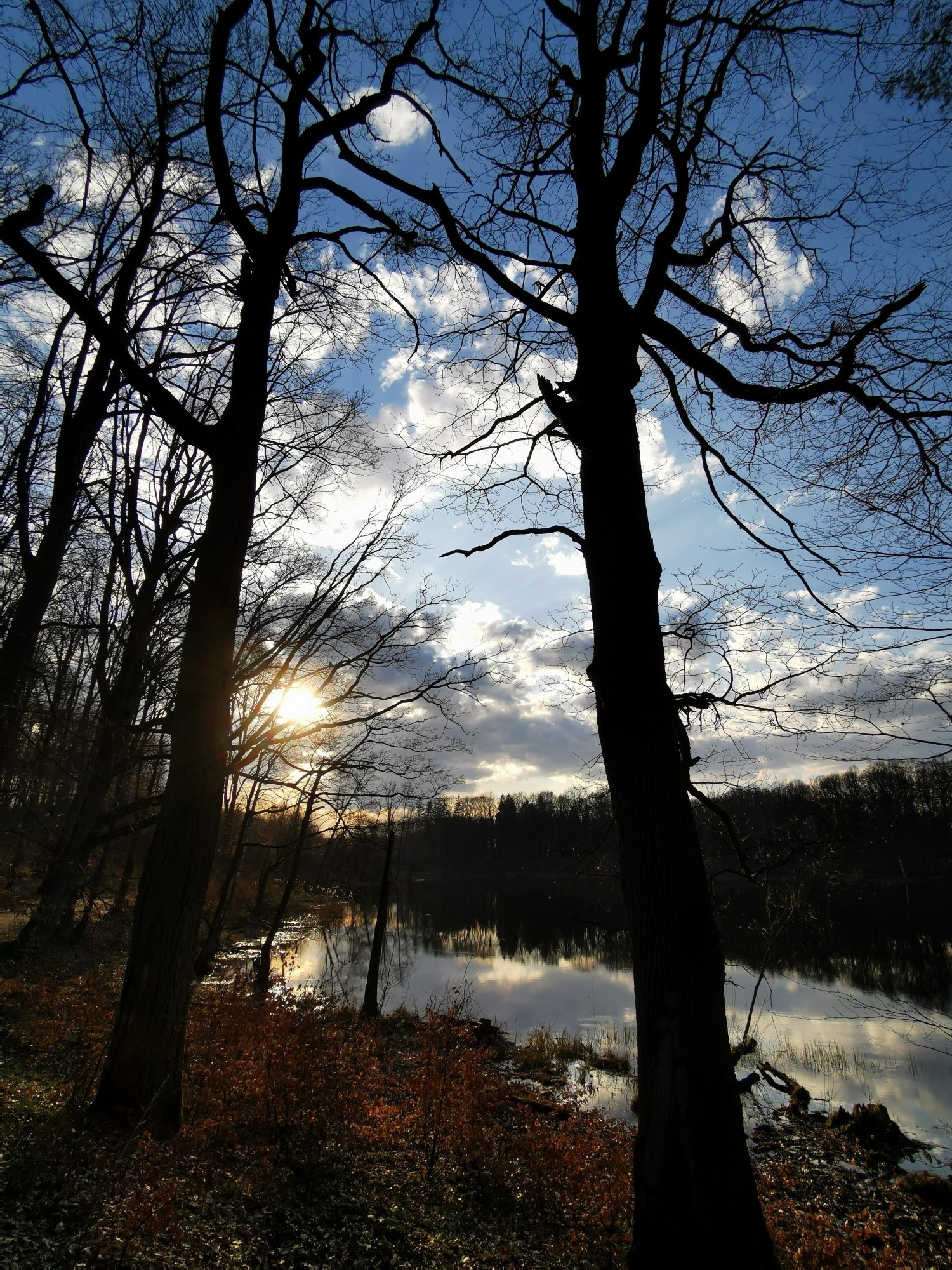 livebirdspoland_8545d6ec8dd39f75939949d84ff4ba06.jpg