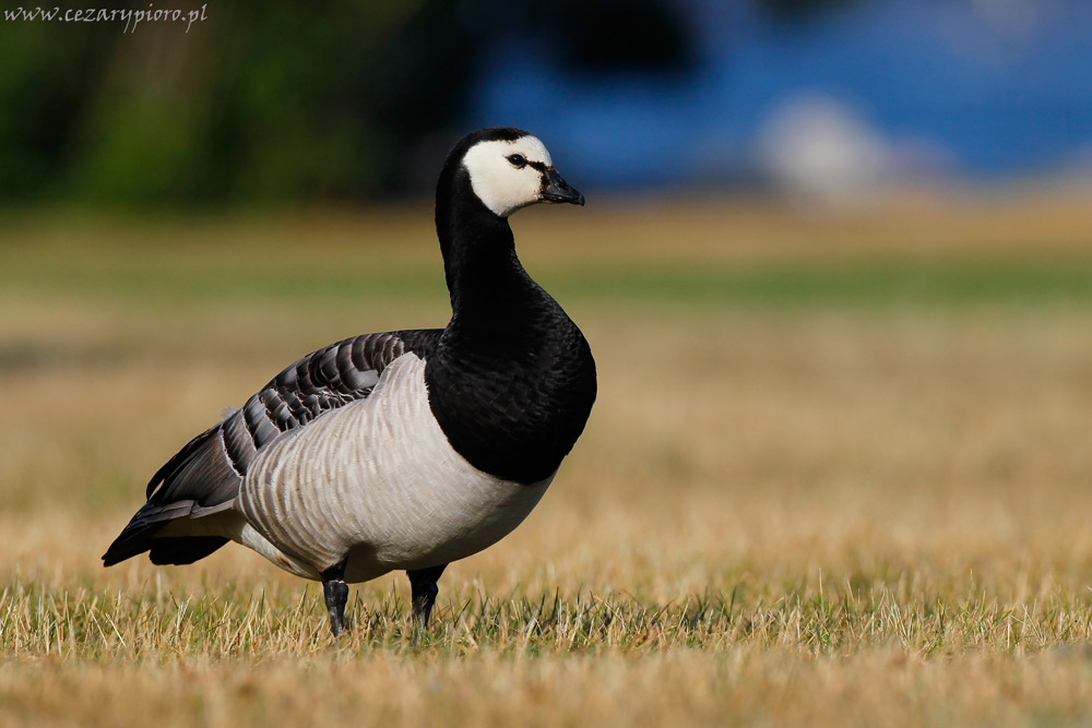 livebirdspoland_4e1e921f6a2158fc83767192191325c3.png