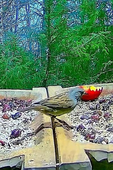 livebirdspoland_c638622260ecf66b36dbedce7f74375b.jpg
