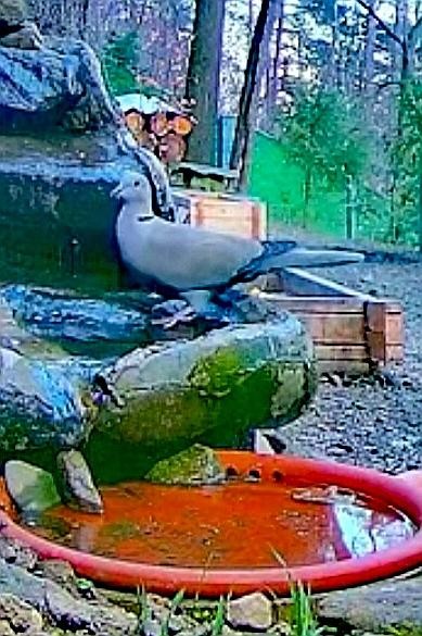 livebirdspoland_63d6dc7c5a73d018c9c6418acd62d75e.jpg