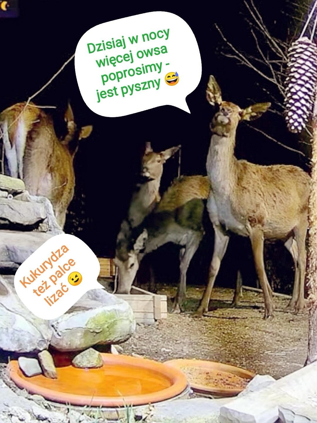 livebirdspoland_dd6db7614860a807532bc41e586ce82f.jpg