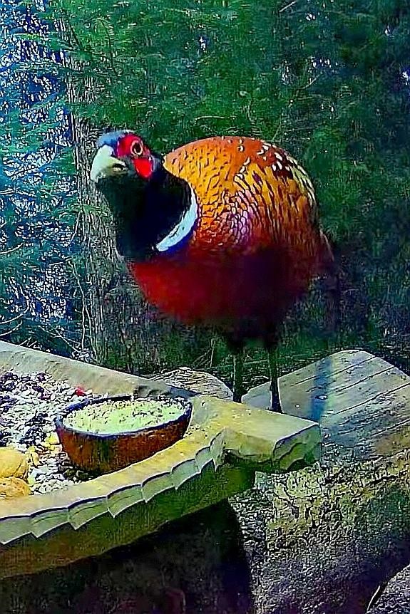 livebirdspoland_96273d86b6ab2d3c39816650aab6ee14.jpg