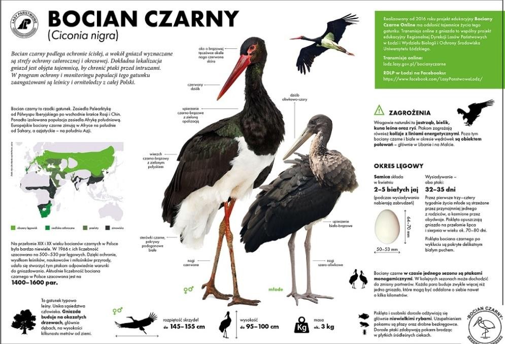 livebirdspoland_cdf4c353f0caafcb17680258fba16d5e.jpg