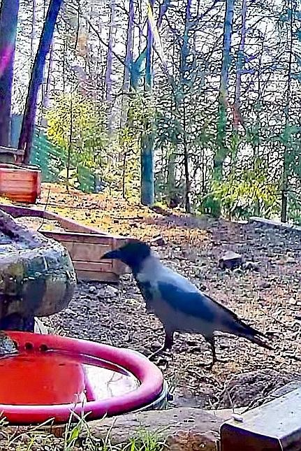 livebirdspoland_eb019d07948bcd5d31e39ce92c682caa.jpg