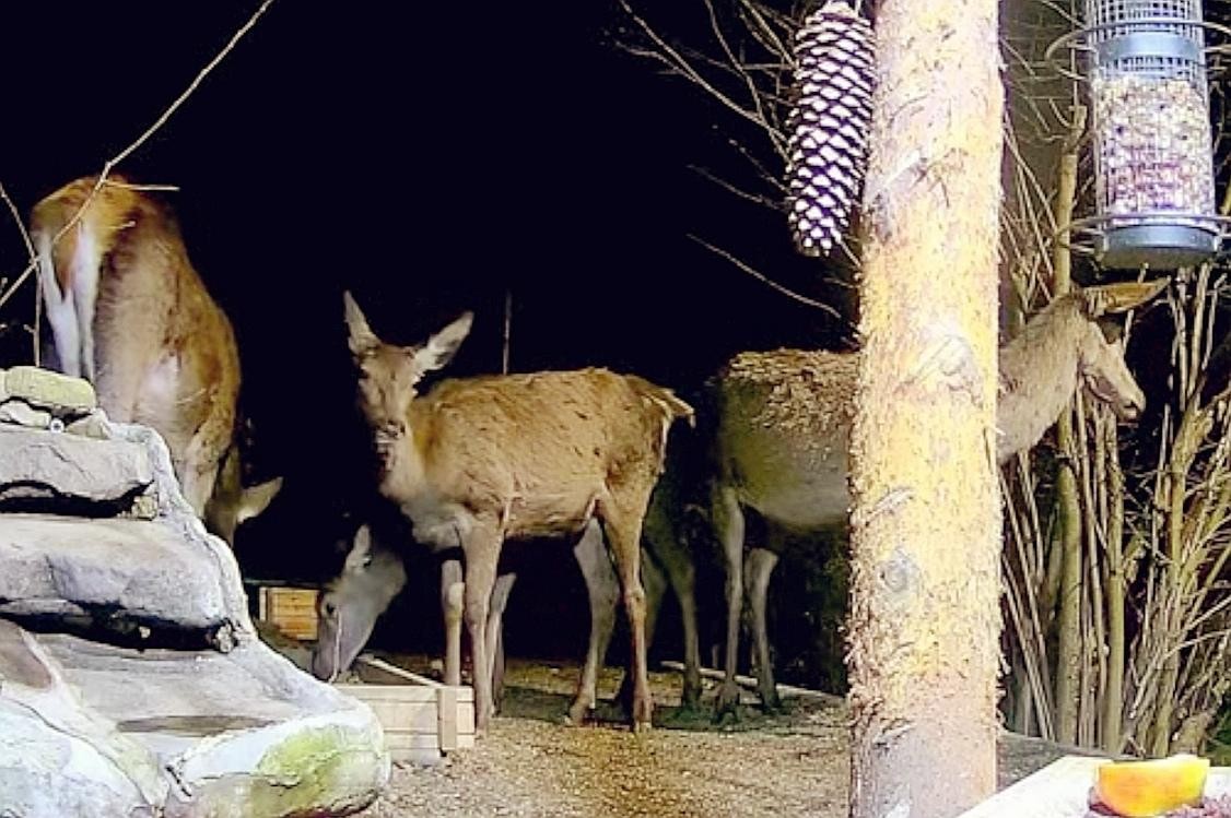 livebirdspoland_74ae158741f9eb07da818057ed7c4867.jpg