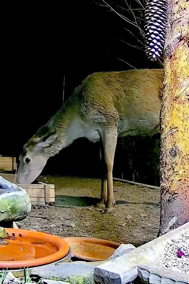 livebirdspoland_25e9b5520746c532cce3aee23933dce2.jpg