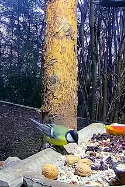 livebirdspoland_f159b2d5097ed4678dfca1742d8ed683.jpg