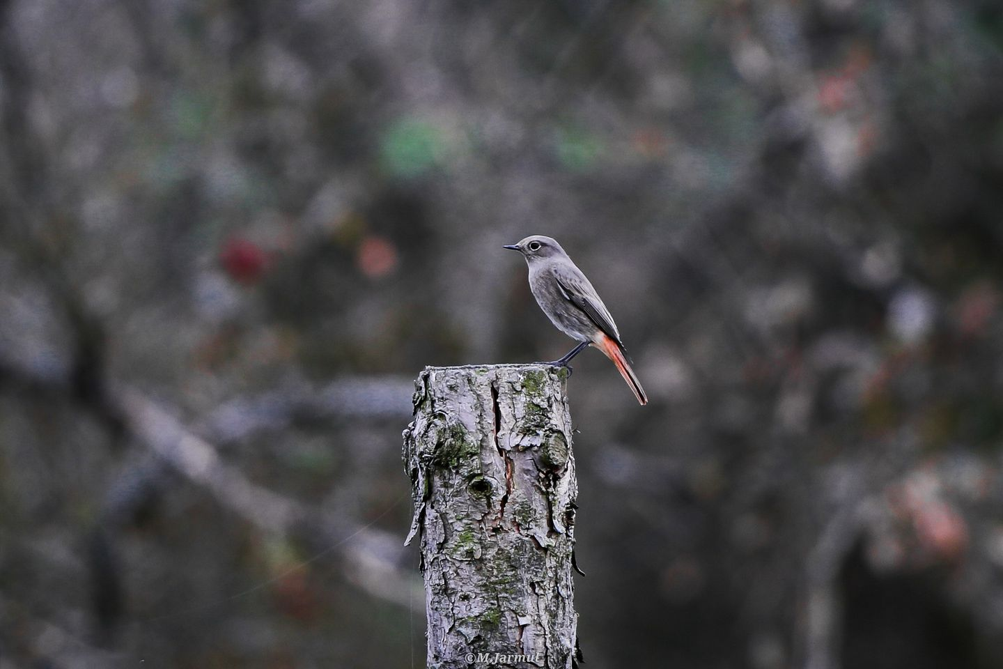 livebirdspoland_8182347cd6643ccdbe4a1075f7b99c7c.png