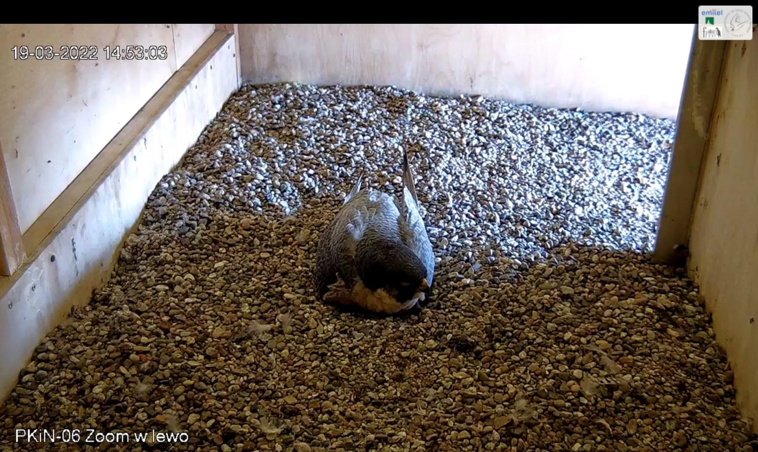 livebirdspoland_aadcbc3b2460b9a5a19b34332384d0f4.jpg