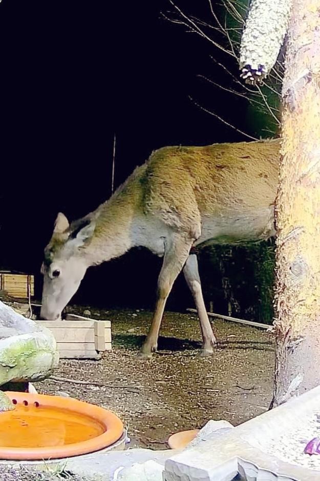 livebirdspoland_815fde586b665156724d6743dd3fe2ad.jpg
