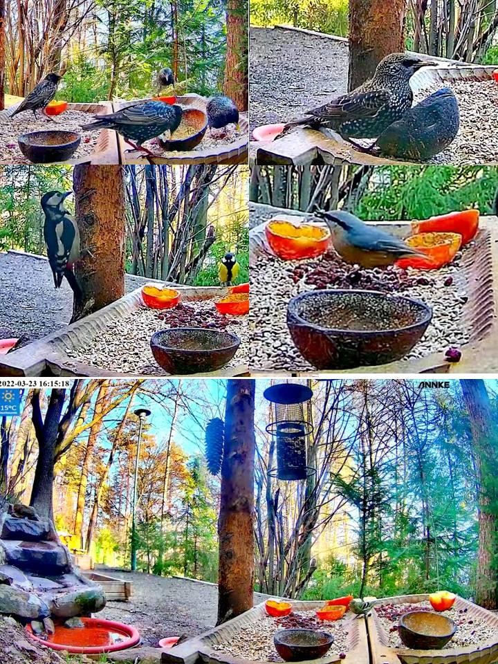 livebirdspoland_2179d2a836d3034a5360360a5e59039f.jpg