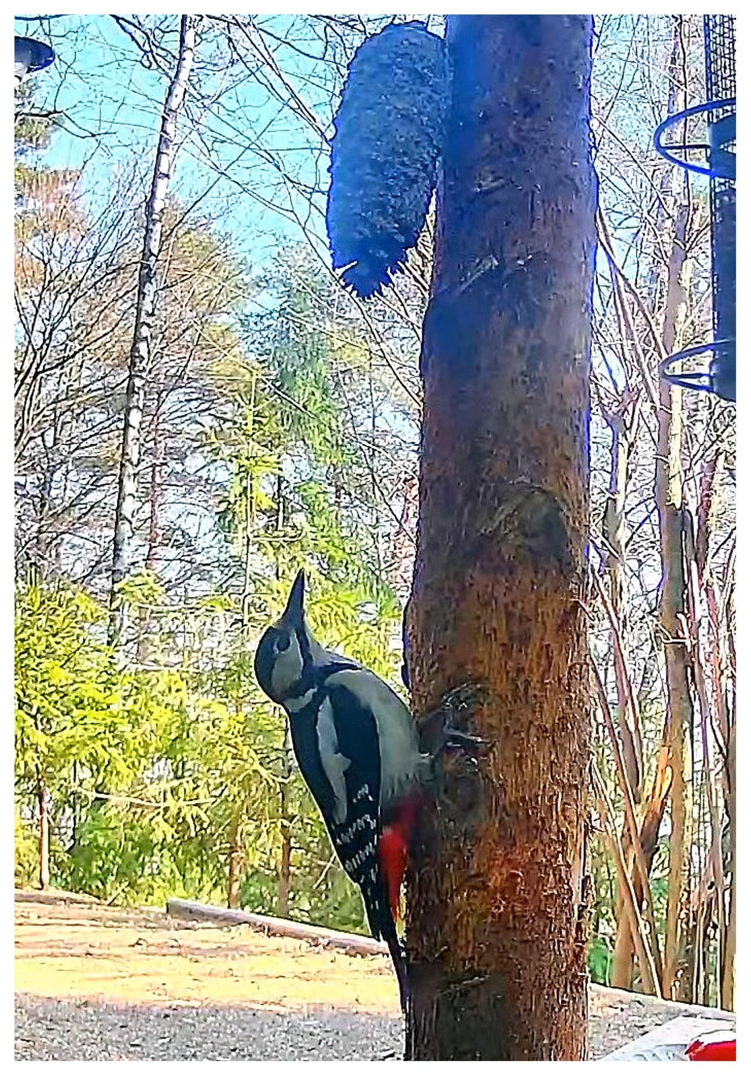 livebirdspoland_bf6af42d8ccd25c1fa7d053c3f7990a7.jpg
