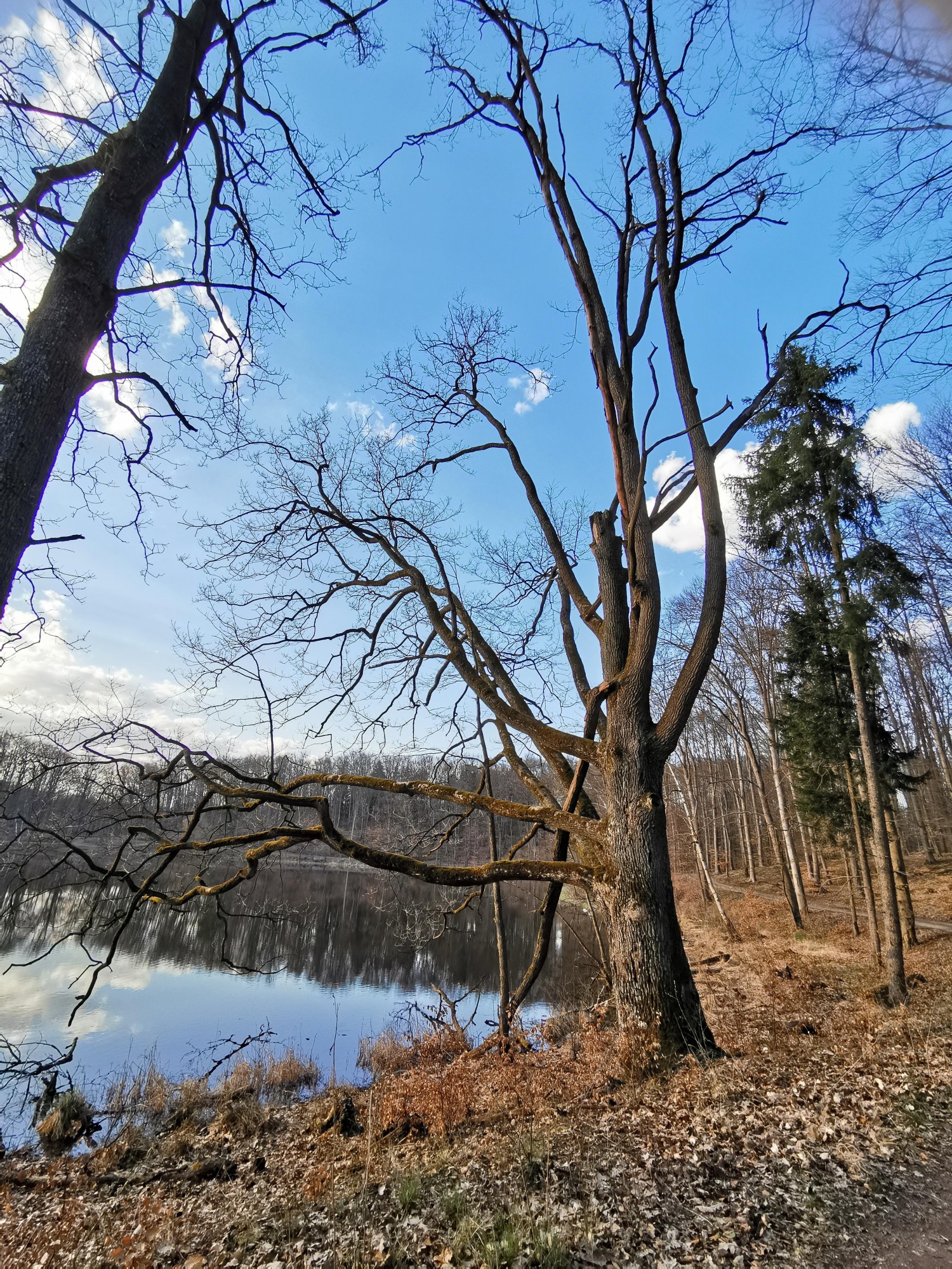 livebirdspoland_303678a412a21d2c3642960d4f548e83.jpg