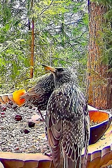 livebirdspoland_24113cef1c66ed9ee946a1d72a7ef71a.jpg
