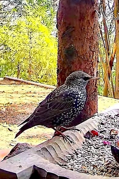 livebirdspoland_07d029f2cb78575c7a521033ada5ac8b.jpg