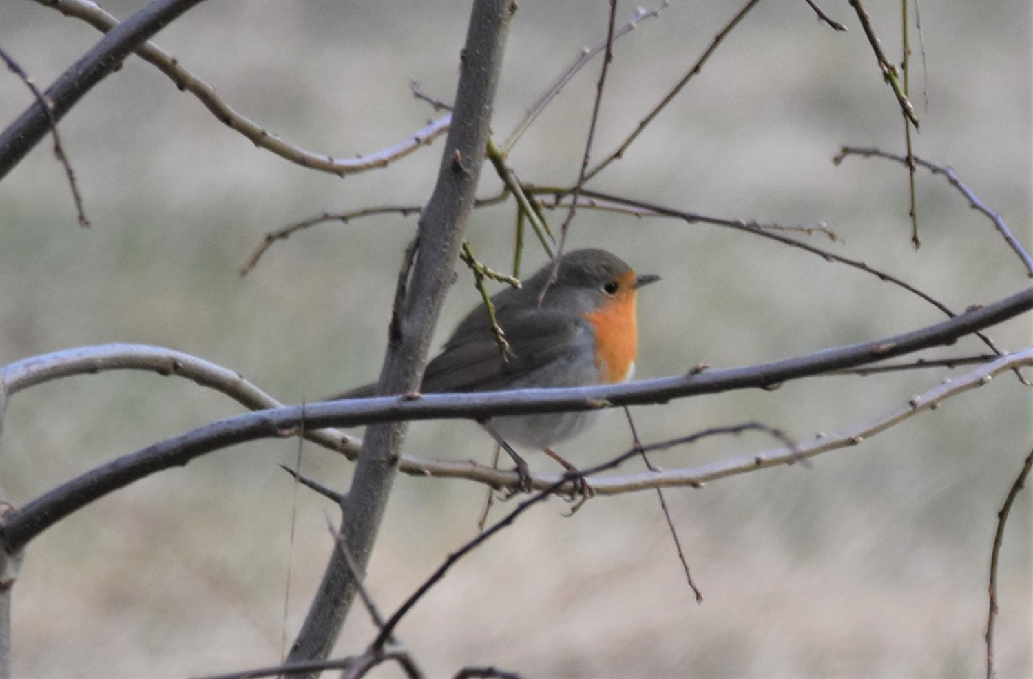livebirdspoland_ac2279e2f59c1addfe5f60f4169f7de2.png