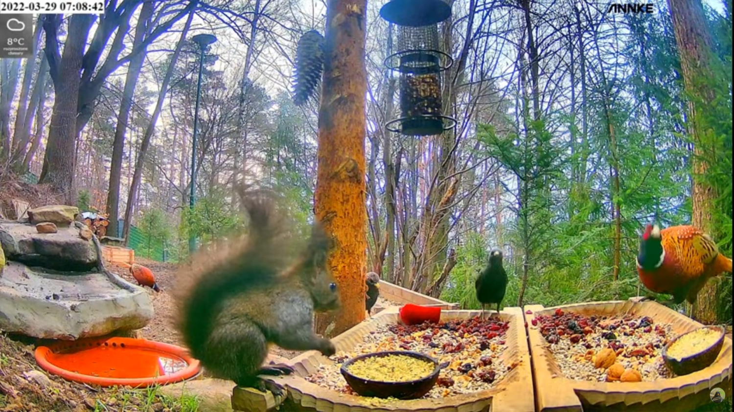 livebirdspoland_6e912fd0b580690c1e3eb7b6a113a556.png
