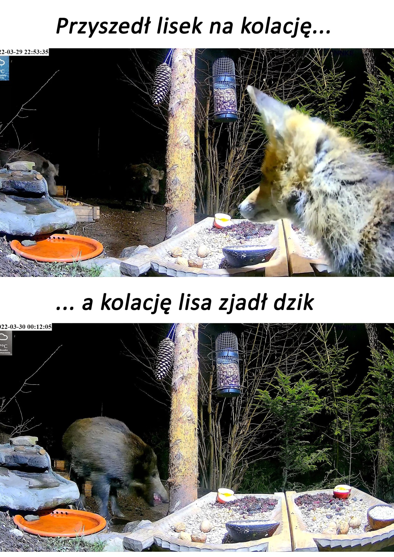 livebirdspoland_204db4394ff19a41d87ce3cac389c148.jpg