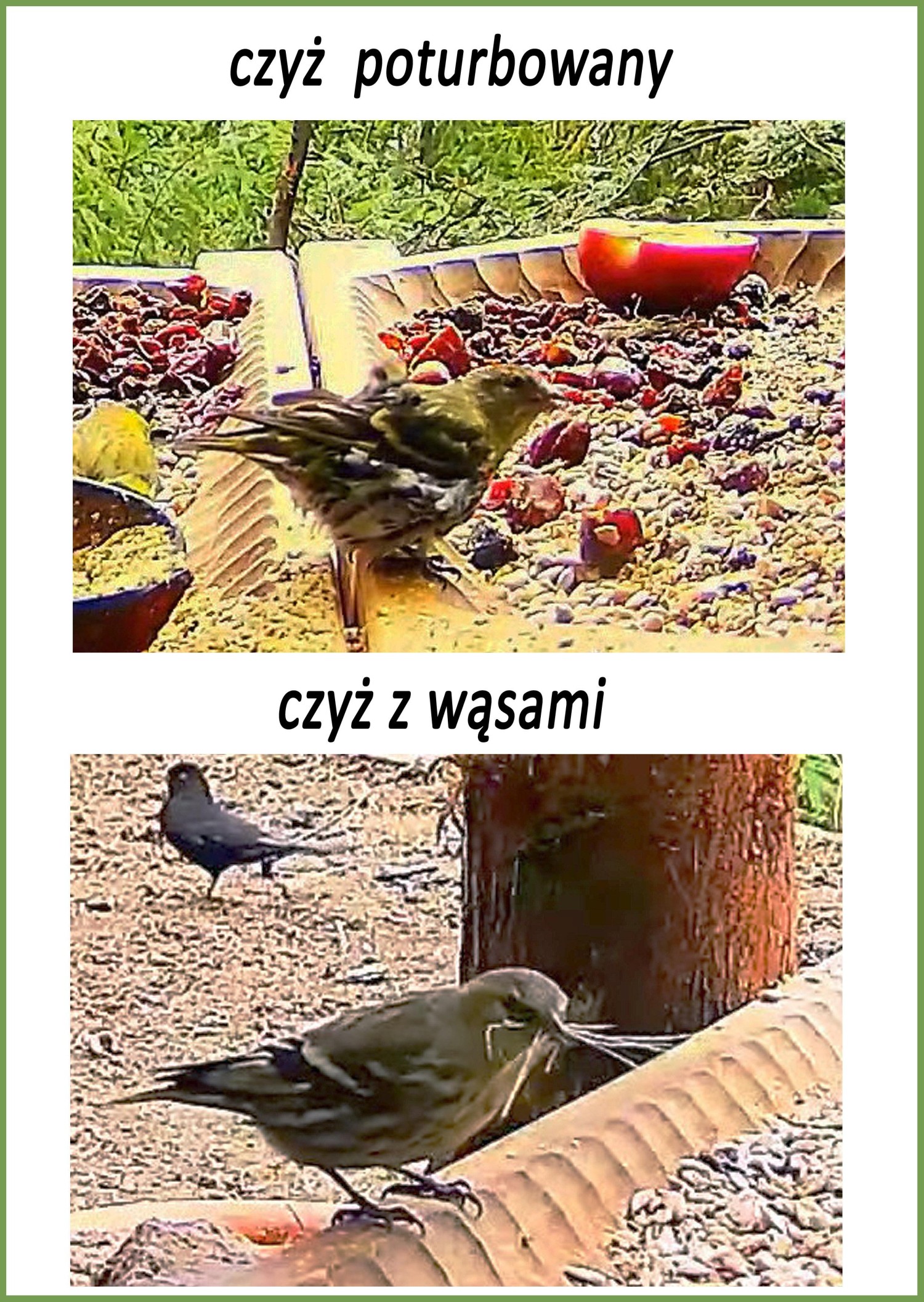 livebirdspoland_b959c1dfe9de9ddf0369c86399736684.jpg