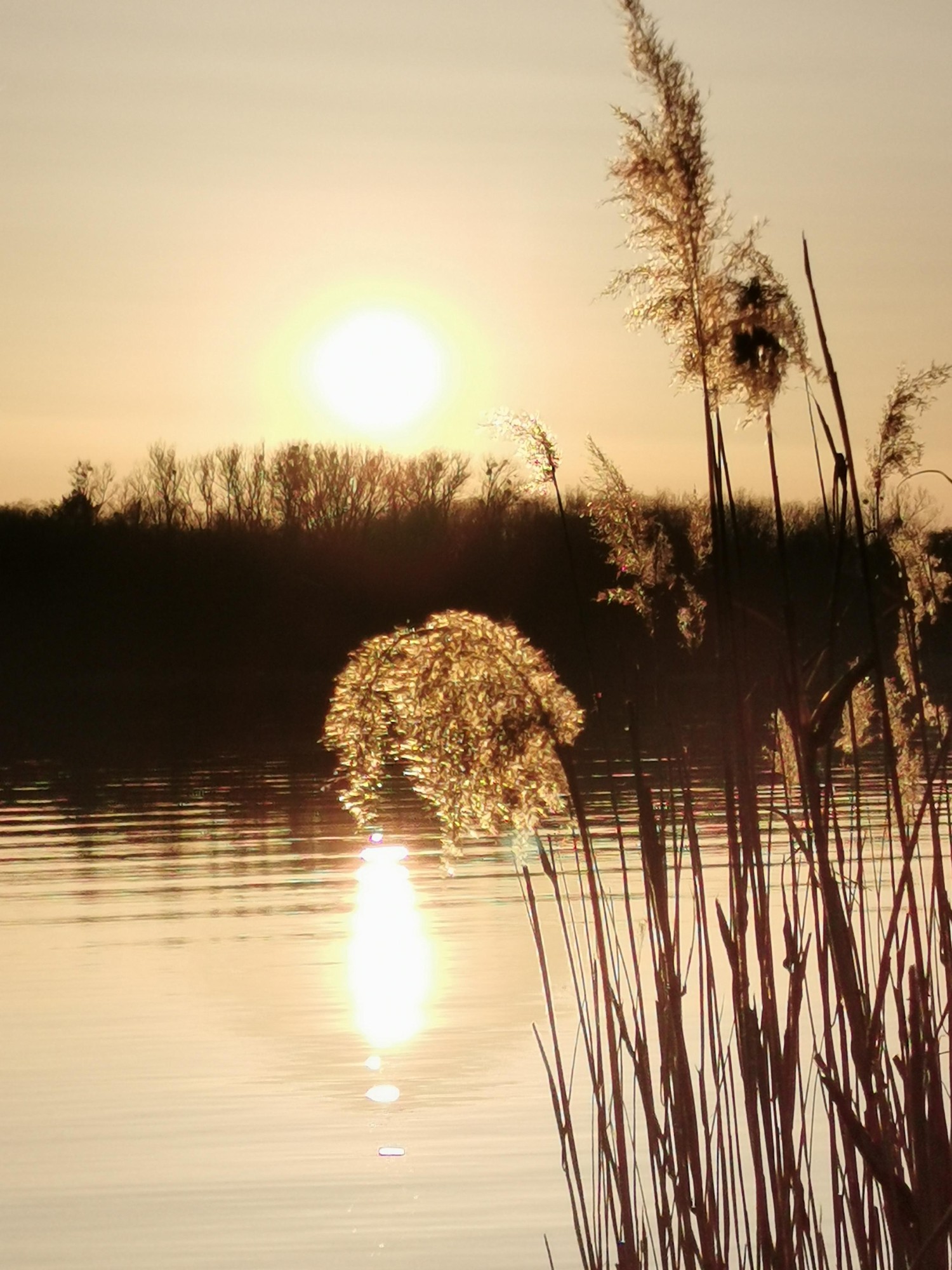 livebirdspoland_e9835ee8033ae4d7058ec5e12d9af3ae.jpg