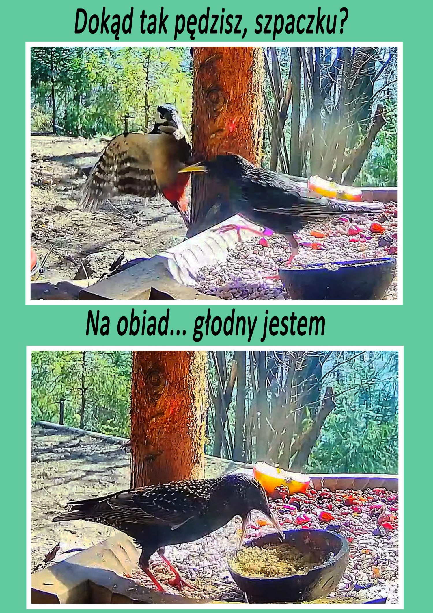 livebirdspoland_d0a1020ad5a28003a67c64146bc55b26.jpg