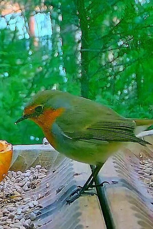 livebirdspoland_62ea68b77b86a305efca3b509852d185.jpg
