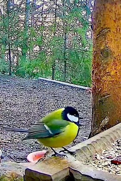 livebirdspoland_6b8a7737e5f6684d88408afef942b077.jpg