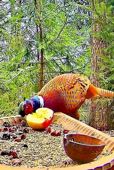 livebirdspoland_299034715466185647aa9d71cc352372.jpg