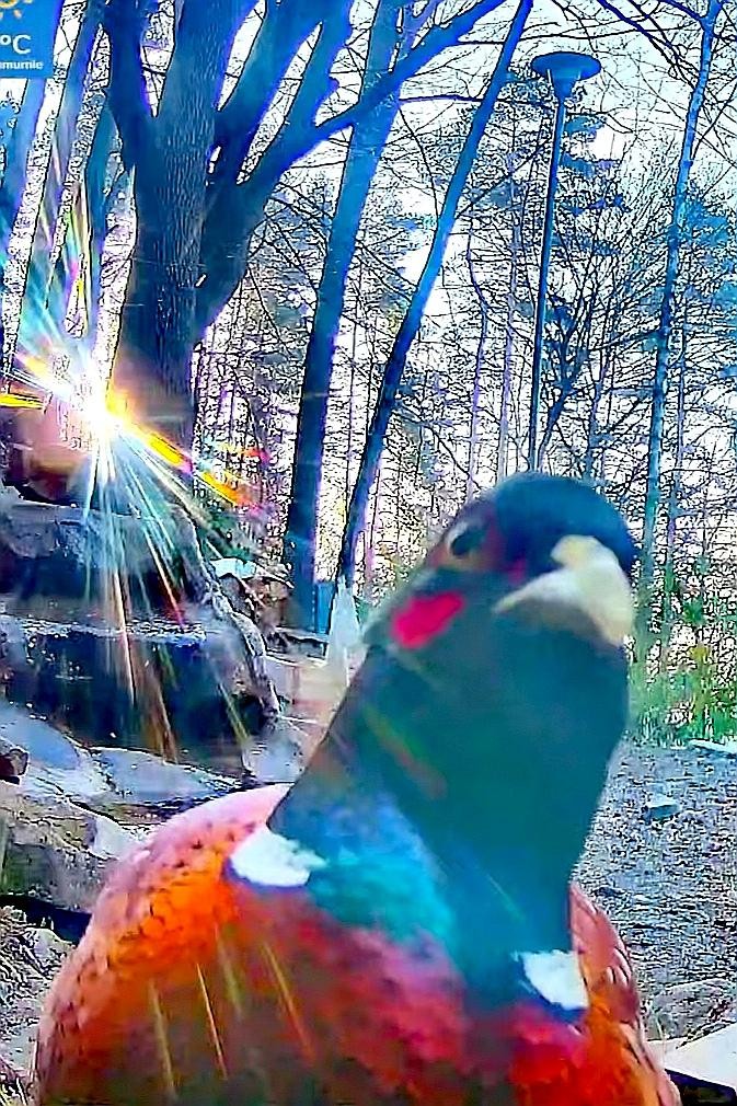 livebirdspoland_2698775fefcc705f600e542654efac87.jpg