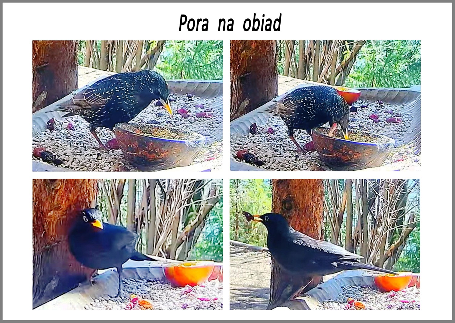 livebirdspoland_fe15c44f880c874bec0aa8c367752180.jpg
