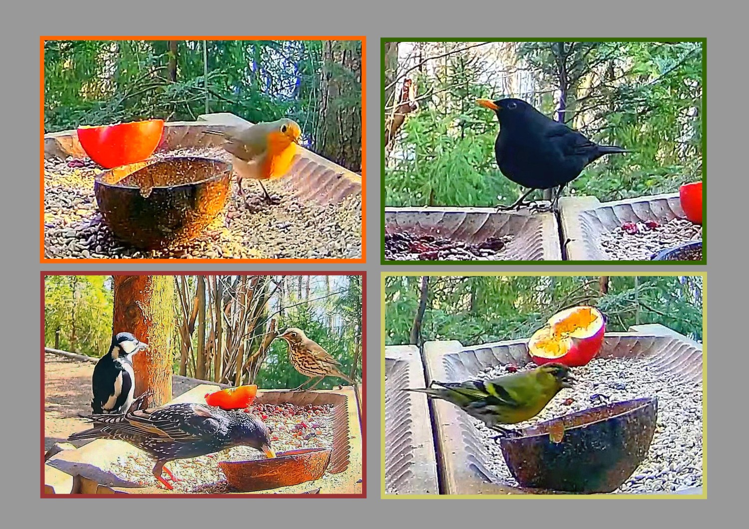 livebirdspoland_3b56f805cb555b1fcf095ad72bbff838.jpg