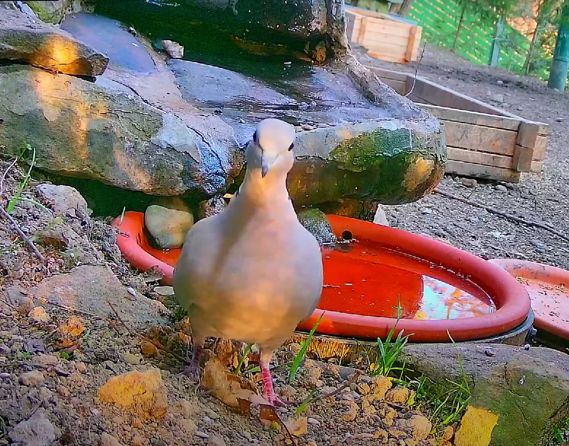livebirdspoland_ae6310b62200691bcb3343e324c165a5.png