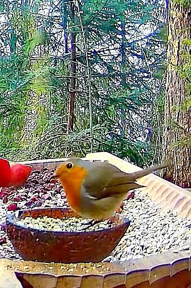 livebirdspoland_6f07f9ad7c254ed70edafad66bc6ad08.jpg