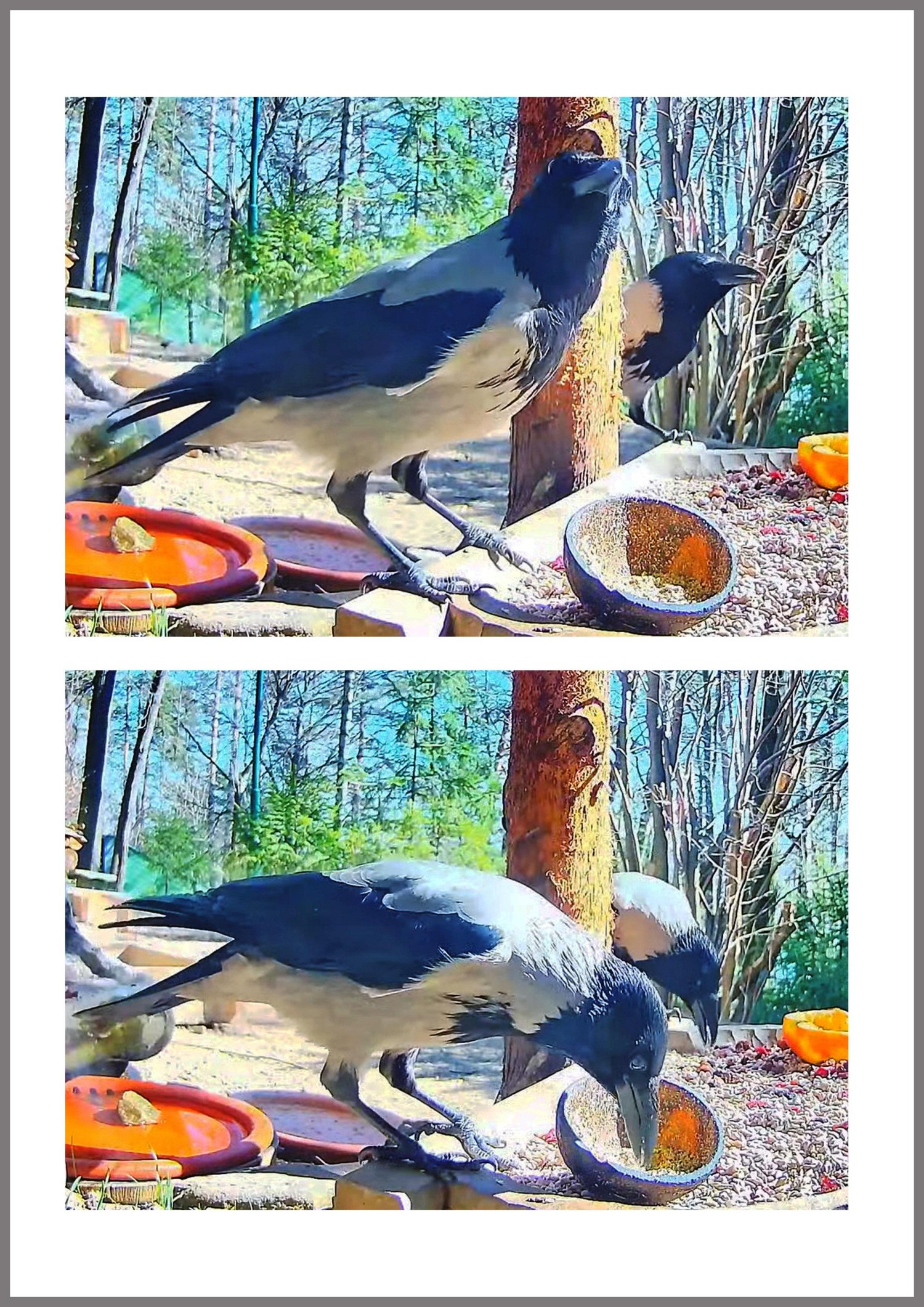 livebirdspoland_52d49f8e07705d4874268b9f3a71477a.jpg