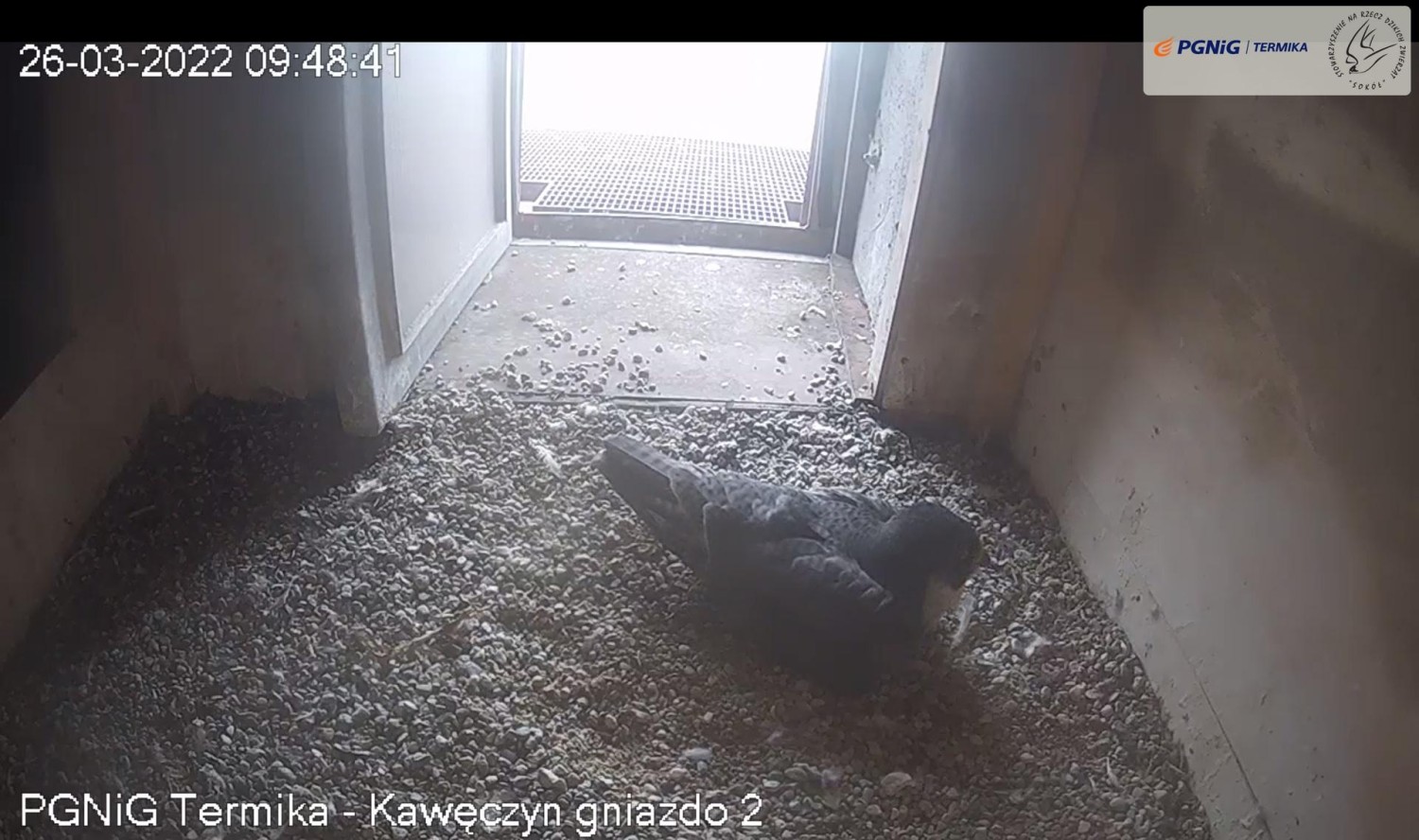 livebirdspoland_efa210ff533b9a0228ba3b10276e4c33.jpg