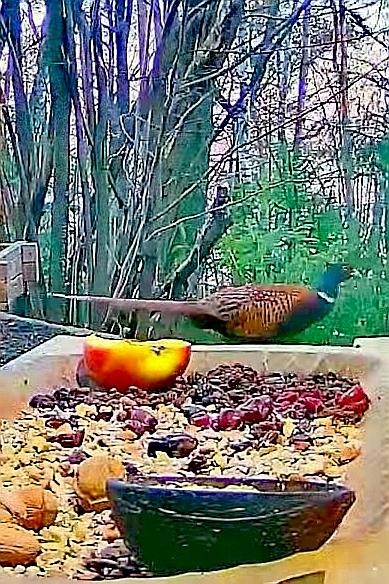 livebirdspoland_85d250ae68681aaf658c95ffc1c0f1d9.jpg
