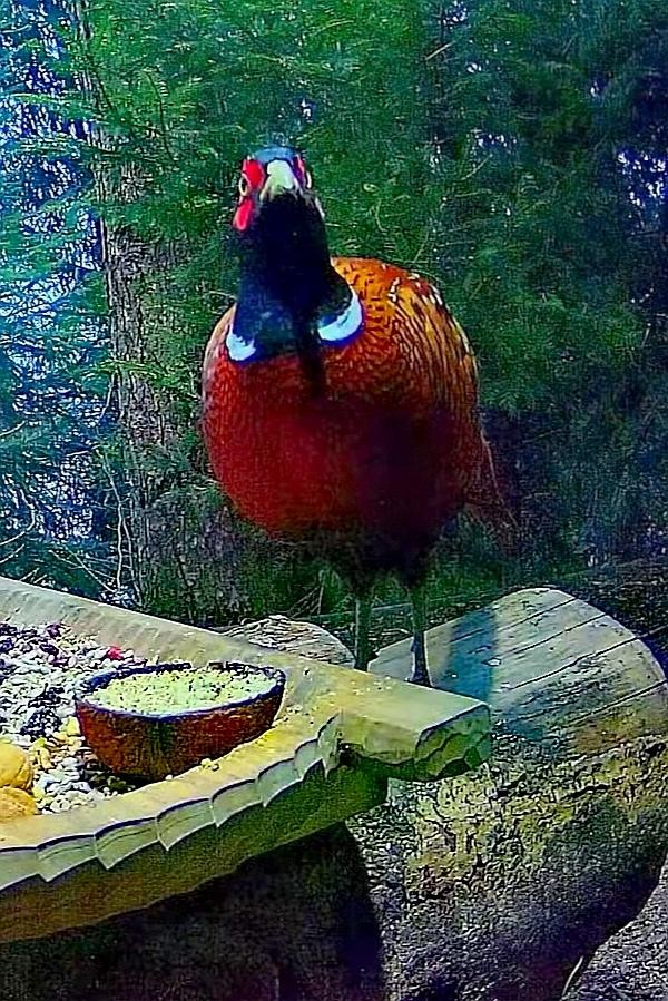 livebirdspoland_e2fd43978c085bf4c258192da088cdb1.jpg